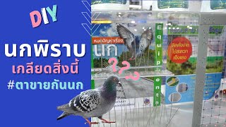 How to การไล่นกพิราบ ตาข่ายกันนก หนามกันนก และความอดทน l อยู่ดี มีสุข EP6 [upl. by Siusan]