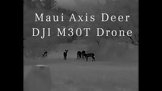 Maui Axis Deer Hawaii  DJI M30T Drone Thermal Camera [upl. by Asyram569]