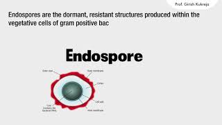 Bacterial Endospores I Endospores structure I [upl. by Ykvir]