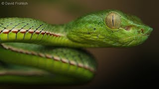 Juvenile Vogels Pit Viper  Herping Vietnam [upl. by Kcirrez122]