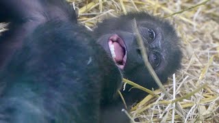 Gorilla Sister Nala Takes Baby Makongo in Front of Dalila 😱 [upl. by Ariday841]