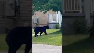 Samoyed Sees His First Bear [upl. by Jari]