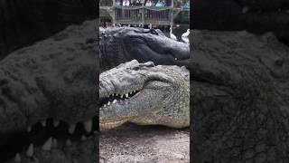 Crocodiles vs Alligators The Ultimate Showdown [upl. by Negroj358]