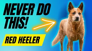 7 Things You MUST NEVER Do To Your Red Heeler [upl. by Mcginnis]