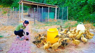 Go To Market Buy A Flock Of Ducklings To Raise  Building Duck Farm Before Maternity Leave [upl. by Gigi]