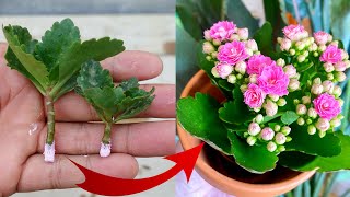 How to plant Kalanchoe plant from cuttings  Easy Method to growpropagate Kalanchoe plant [upl. by Idnem]