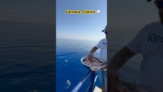 Larnaca drnishantvlogs travel shorts trending cyprus fish sea birds diving [upl. by Elledoj]