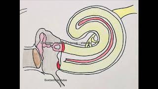 tympanic membrane and middle ear  anatomy physiology structures [upl. by Walkling]