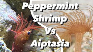 How To Kill amp Remove Aiptasia Peppermint Shrimp Care Guide  Aiptasia Eating Shrimp Nano Reef Invert [upl. by Blaise]