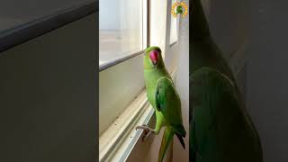 Parrot playing Peekabooshorts [upl. by Deyas]