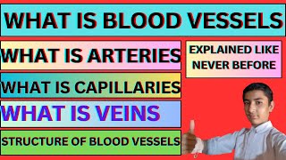 What Is Blood Vessels Arteries Veins Capillaries Structure of Blood Vessels Genius Students 01 [upl. by Enneire]