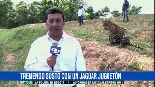 Tremendo susto un jaguar juguetón puso en aprietos a este corresponsal  28 de diciembre de 2015 [upl. by Noirred691]