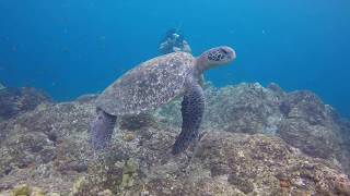 SCUBA Diving Coiba 18 AUG 2018 [upl. by Icyaj795]