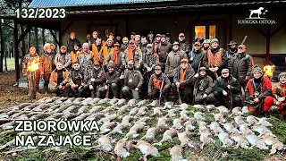 SUDECKA OSTOJA 1322023 Grójeckie Zające  polowanie na zające hare Hasenjagd chasse au lièvre [upl. by Adoc582]