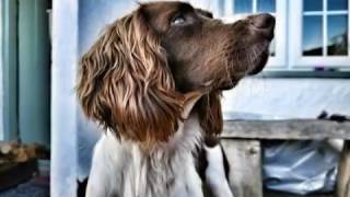 Springer Spaniel  8 weeks old to 2 years growing up [upl. by Marnie]