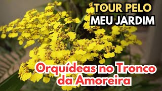 TOUR PELO MEU PEQUENO JARDIM  RESULTADO DO TRONCO DE AMOREIRA COM BROMÉLIAS E ORQUÍDEAS [upl. by Hershell]