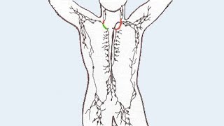 Limportance du système lymphatique sur la santé [upl. by Hassi]