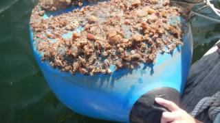 Why study ascidians [upl. by Onin]