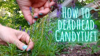 How to Easily Deadhead Candytuft ✂️ Video Tutorial Quick Clip Tips • Growing Home Gardening [upl. by Norreg]