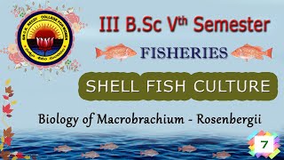 7 III BSc 5th Sem  FISHERIES  SHELL FISH CULTURE  Biology of Macrobrachium  Rosenbergii [upl. by Verras]