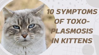 10 Symptoms of Toxoplasmosis in Kittens [upl. by Arramat]