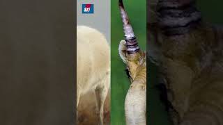 ఇలాంటి జింకలను మీరెప్పుడైనా చూశారా  animals viralvideo viralshort trendingshorts trending [upl. by Cruce]