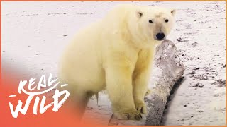 Life With Polar Bears In The Frozen Arctic  Polar Bear Alcatraz  Real Wild [upl. by Ladonna]