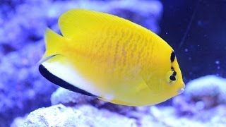 Care for Flagfin Angelfish Apolemichthys trimaculatus 藍咀 [upl. by Vilberg751]