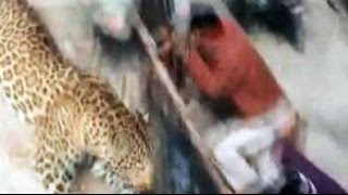 Leopard loose in Uttar Pradesh town schools and colleges shut [upl. by Germayne]