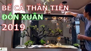 ✅Bể cá Thần Tiên đẹp đón Xuân Kỷ Hợi 2019 ANGEL FISHCá Thần tiên đẹpBể Cá Ông Tiên đẹp [upl. by Fruma]