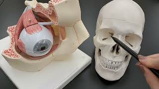 Skull Anatomy Series  Anatomy of the Orbit  Orbit Bones and Openings  Part 4 of 9 [upl. by Oigres]