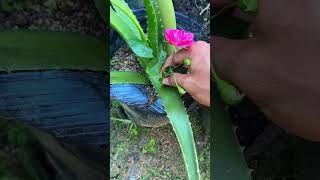 Try growing roses in aloe vera and get surprising results shorts rose aloevera [upl. by Grodin]