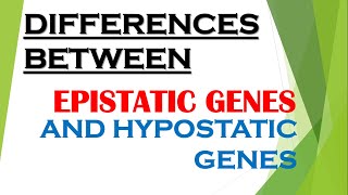 Difference Between Epistatic Gene And Hypostatic Gene  Epistatic Gene  Hypostatic Gene [upl. by Norvun831]