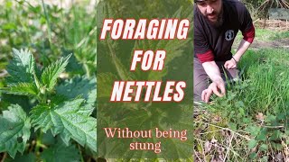 Stinging nettles  Foraging for nettles to eat raw without being stung [upl. by Zetnod698]