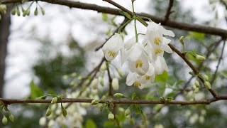 Carolina silverbell Halesia tetraptera  Plant Identification [upl. by Aicekal525]