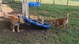 Bulldozercontibulls litter D 14 weeks Continental Bulldog puppies Last week together ❤️ [upl. by Faria165]