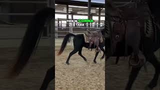 Training Challenges How We Communicate With A Horse [upl. by Rochus]