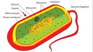 Bacteria Cell Structure [upl. by Neelear]