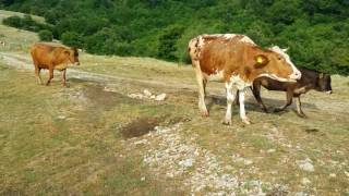 Nevesinje Krekovi nekropola Kalufi i naravno roštilj [upl. by Meelak183]