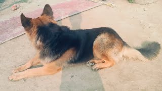 German shepherd dog very intelligent persondog video trending germanshepred [upl. by Jempty25]