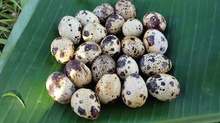 Primitive Technology  roasted quail eggs on rock cooking quail eggs eating delicious [upl. by Baldridge485]