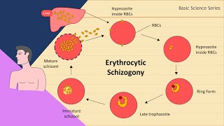 Erythrocytic schizogony  Plasmodium Life Cycle  Basic Science Series [upl. by Tobin]