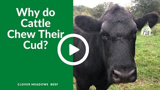 What is cud Why do cattle chew it [upl. by Eenal]