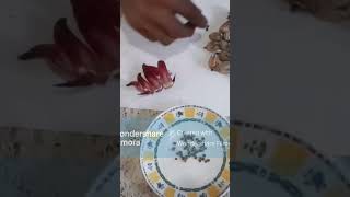 Benefits of Sorrel planting Sorrel seeds [upl. by Oeram526]