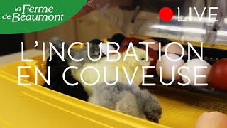 LINCUBATION EN COUVEUSE Ferme de Beaumont • Formation  Questions Réponses [upl. by Emmalynn476]