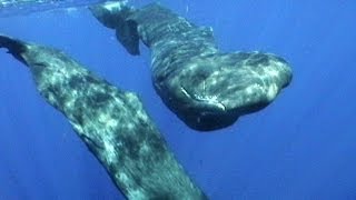 Sperm Whales of Dominica  JONATHAN BIRDS BLUE WORLD [upl. by Furgeson]