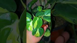 philodendron brasil cream splashhouseplants filodendro [upl. by Oakie]