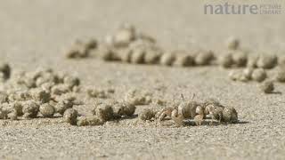 Sand bubbler crab feeding filtering detritus and plankton from sand and discarding the processed sa [upl. by Mirabelle186]