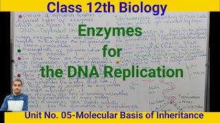 Enzymes for the DNA ReplicationClass 12 th Biologydrnyr755 [upl. by Cilka600]