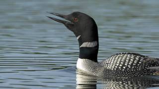 Voices Common Loon [upl. by Annawaj410]